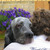 honden foto van Setterlover