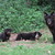 honden foto van Mimo --- Alf, Babs en Spikey