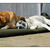 honden foto van Rob, Sas, Goof en Kira