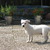 honden foto van RON