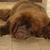 honden foto van Jessica