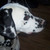 honden foto van Marielouise4