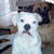 honden foto van  zoran en tara 