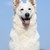 honden foto van Melody