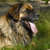 honden foto van Natascha Hekking