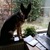 honden foto van { Marianne & Cita }
