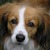 honden foto van Jessica