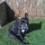 honden foto van Sabine Bevers