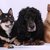 honden foto van Ellen Moors
