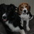 honden foto van Marcella