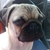 honden foto van Claudia Verbeek