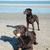 honden foto van Janneke van Bommel
