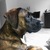 honden foto van Nini & Baco
