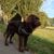 honden foto van CSD