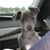 honden foto van Gerrie Mulders