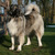 honden foto van Yvonne 