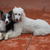 honden foto van Fiji&Varro