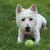 honden foto van Snowy