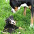 honden foto van Inge Schoovaerts