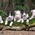 honden foto van sophie