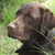 honden foto van Carla Akkermans