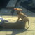 honden foto van natascha, DJ