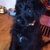 honden foto van coco