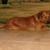 honden foto van Spike do Paranoá
