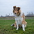 honden foto van Lien, Luca† en Wifi  /wi:fi:/