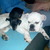 honden foto van nicolas