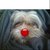 honden foto van floske