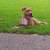 honden foto van ismael