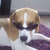 honden foto van melanie