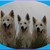 honden foto van Beau,Kane en Romy The Magicstars