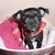 honden foto van iris en  muffin