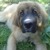 honden foto van K.Owcharka_(L)