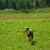 honden foto van Stippeltje