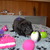 honden foto van Eva Molenberghs