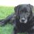 honden foto van Arlette Hoppenbrouwers