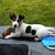 honden foto van Mariska