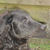 honden foto van Heleen 