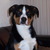 honden foto van Annet