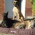honden foto van Sirius