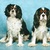 honden foto van Diesel & Yuri