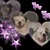 honden foto van Charissa