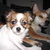 honden foto van Binky en Loena