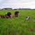 honden foto van Paula