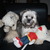 honden foto van Diane