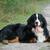 honden foto van De Hazelheimhoeve