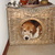honden foto van Beagles Floor (hartje), Laika, Belle en hun baasje Wilma